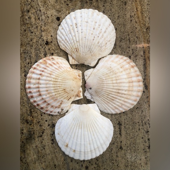 Natural Scallop Clam Shell Appetizer Plates (Luau, Seafood Party ) - Set Of 20 - Picture 7 of 17